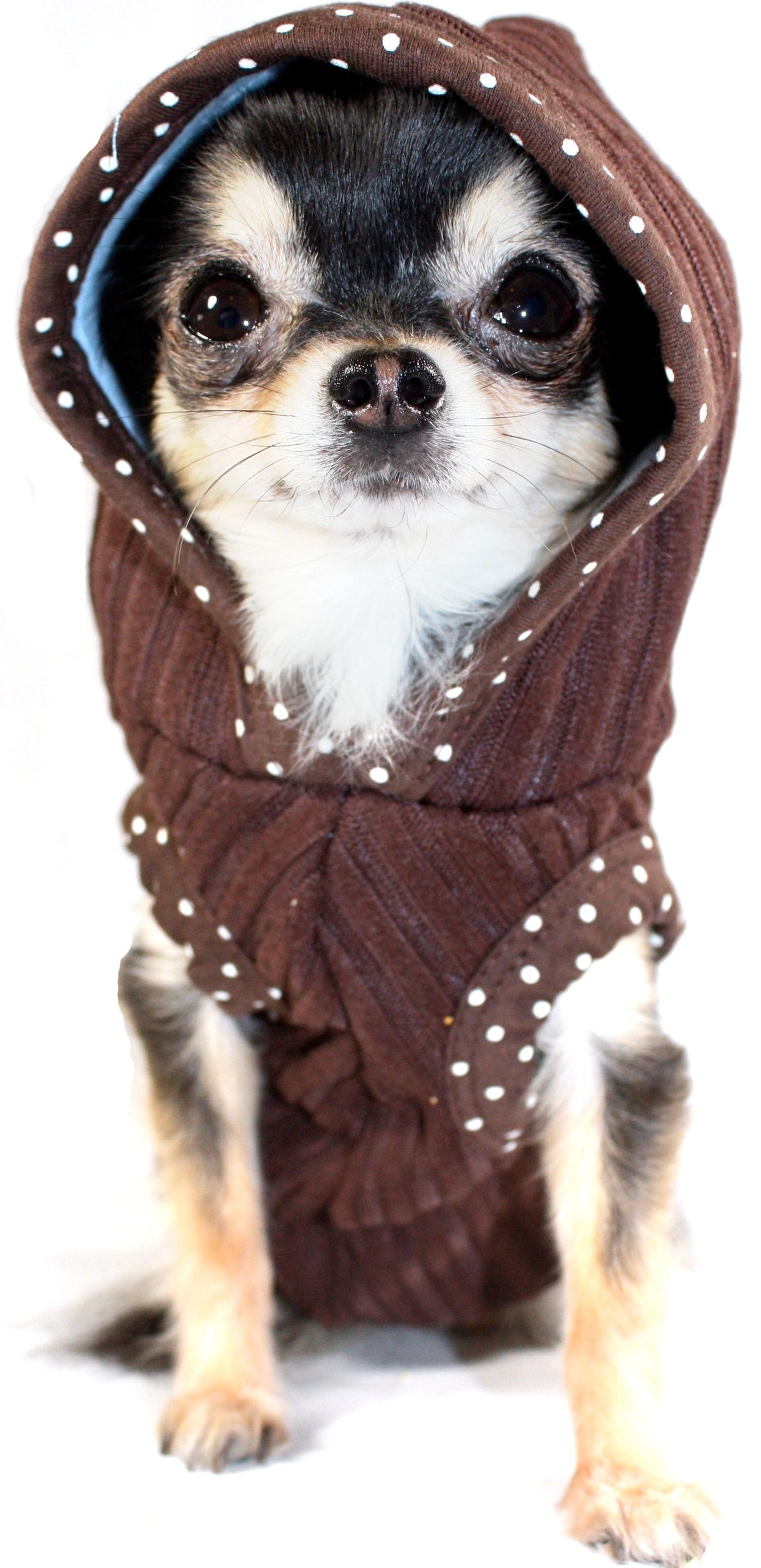 Dog Boutique UK Dolly Dog UK